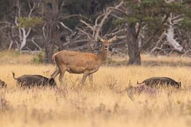 Cerfs sur le Hoge Veluwe, période de rut.