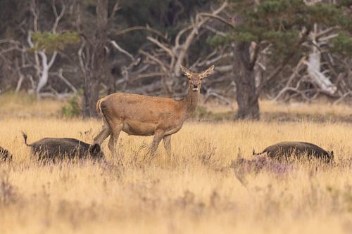 Herten op de Hoge Veluwe, bronsttijd