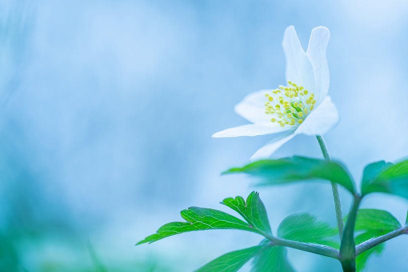 Wood anemone by Christien van der Veen Fotografie