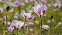 Blumenfeld mit Fliederblüte in Großaufnahme, Sommer, natürliche, luftige Stimmung.