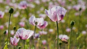 Champ de fleurs avec une fleur de lilas en gros plan, ambiance naturelle et aérienne de l'été.