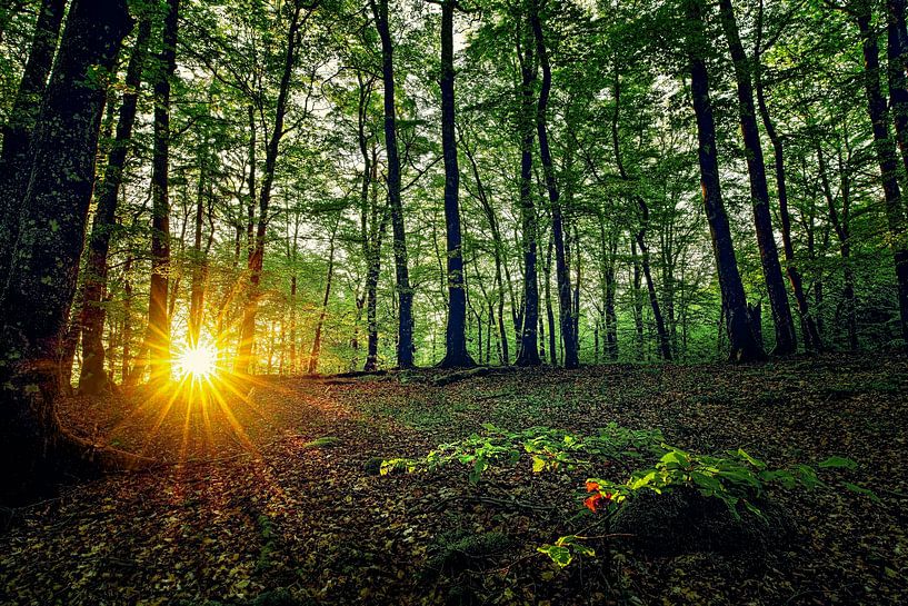 Lush beech forest. by Karl Andrén