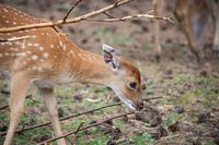 bambi in het bos