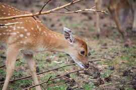 bambi in het bos van marijke servaes