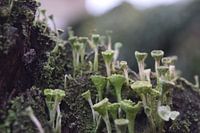 Buitenaards landschap