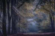 Zonlicht in het bos van Niels Barto thumbnail