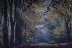 Zonlicht in het bos van Niels Barto