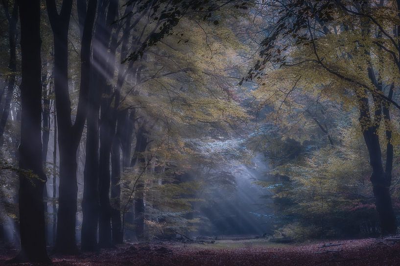 Zonlicht in het bos van Niels Barto