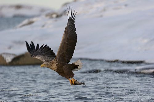 Zeearend met prooi (Haliaeetus albicilla)