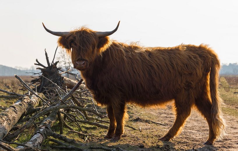 Schotse Hooglander met een gouden randje van Ans Bastiaanssen