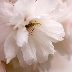 Frühlingsblüte. von Alie Ekkelenkamp
