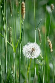 Stilleven by Corine Harkes