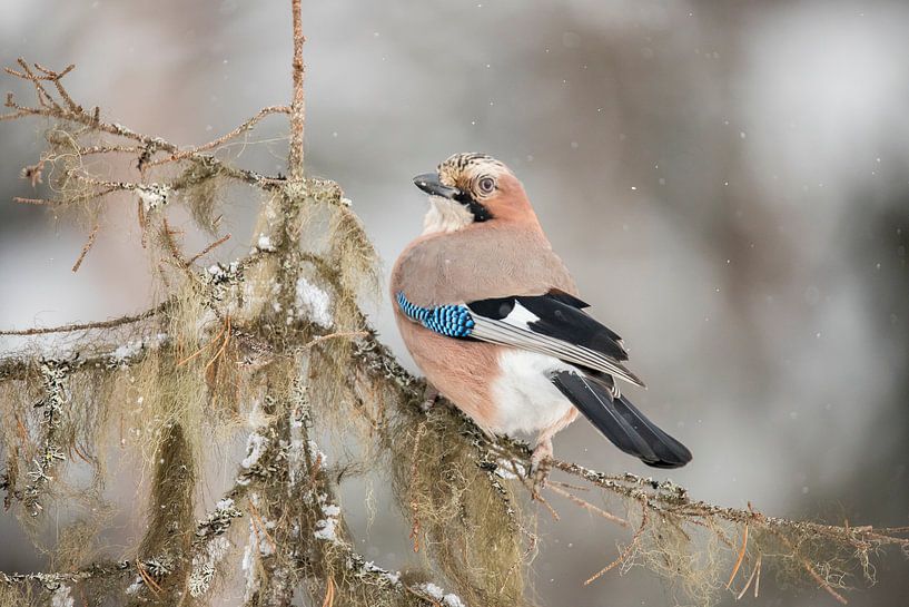 The Jay, Garrulus glandarius by Gert Hilbink