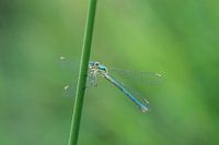 Stingray damselfly