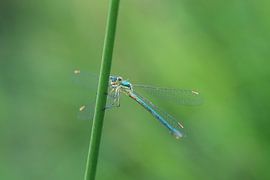 Demoiselle pastenague sur Karin van Rooijen Fotografie