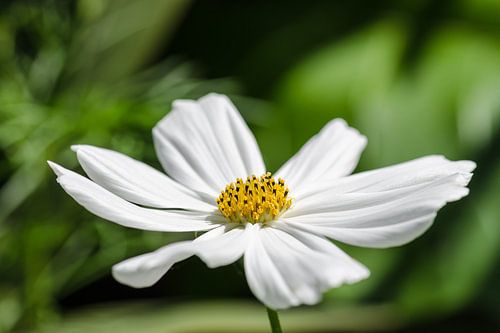 Cosmea (Cosmos bipinnatus)
