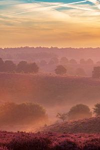 Sonnenaufgang über blühenden Heidekrautfeldern in den Hügeln der Posbank