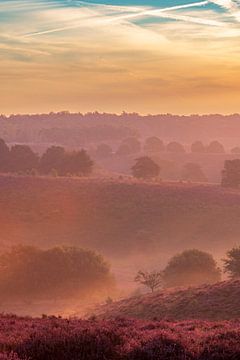 Zonsopgang over bloeiende heidevelden in de heuvels van de Posbank van Sjoerd van der Wal Fotografie