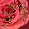 Gouttes d'eau de rose. sur Vincent Willems