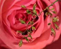 Rose water droplets.