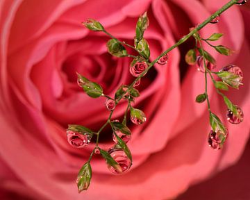 Gouttes d'eau de rose. sur Vincent Willems