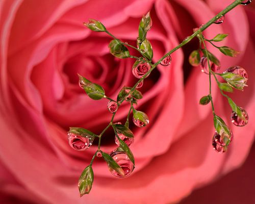 Rose Wassertropfen.
