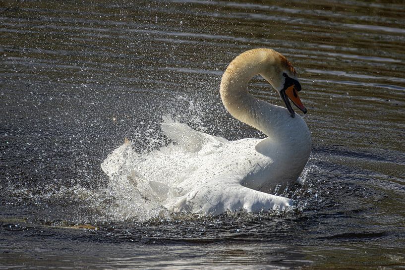 Mute swan by Cees van der Linden