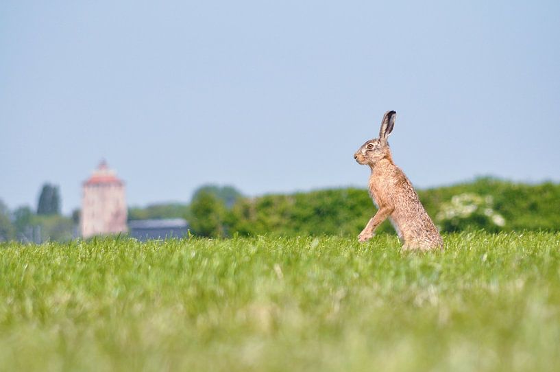 Lièvre dans le polder par Beeldgeluk