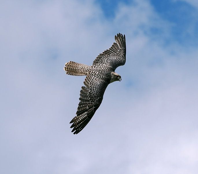 Giervalk in vlucht van Marq Photography
