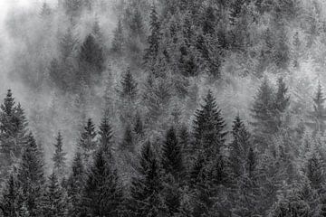 Zwart wit foto van bomen in Polen