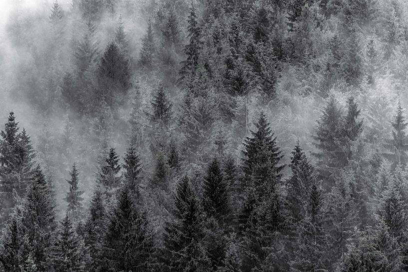 Dennenbomen in mist | Zwart-wit | Polen van Nanda Bussers