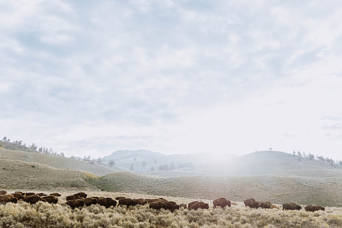 Bisons au lever du soleil dans le Parc National de Yellowstone