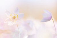 Pretty in pastel