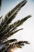 Palmen en zonlicht