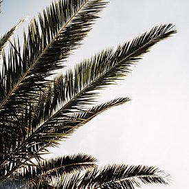 Palms and sunlight by Anouk Reijman Hinze