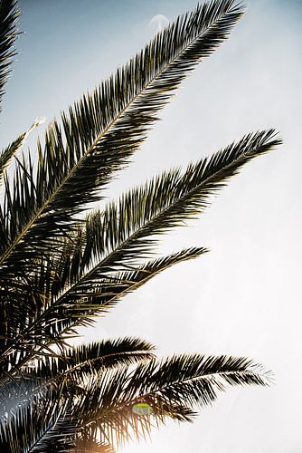 Palms and sunlight