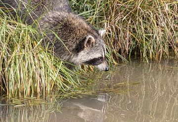Raccoon reflecting in the water by Paul Veen