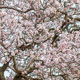 Amandelboom in bloei van Hanneke Luit
