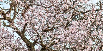 Blühender Mandelbaum