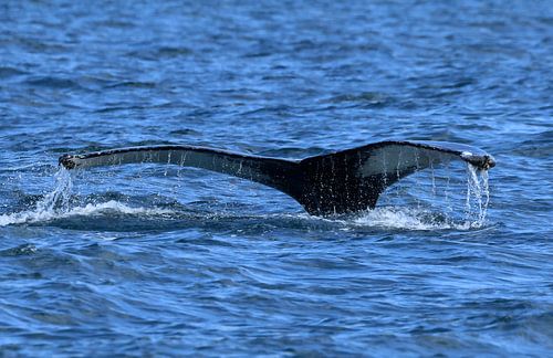 La baleine à bosse se cache