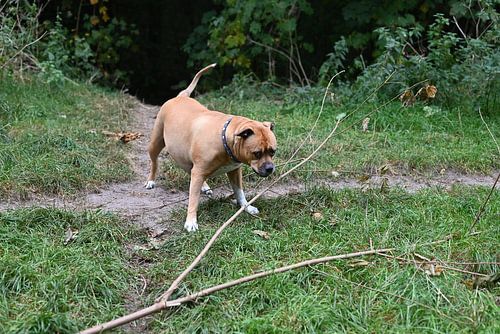 Brown stafford dog in forest playing with branch