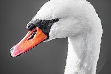 Swan face van Fotografie Jeronimo