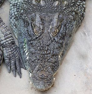 Nilkrokodil