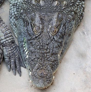 Nilkrokodil von Matthias Brix