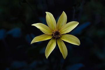 Gele bloem in het donker
