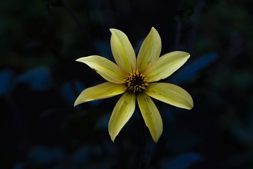 Yellow flower in the dark