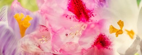 Bloemenpanorama in Macro