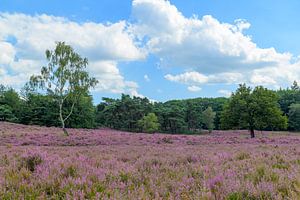 Blühende Heidekrautpflanzen in der Heidelandschaft im Sommer