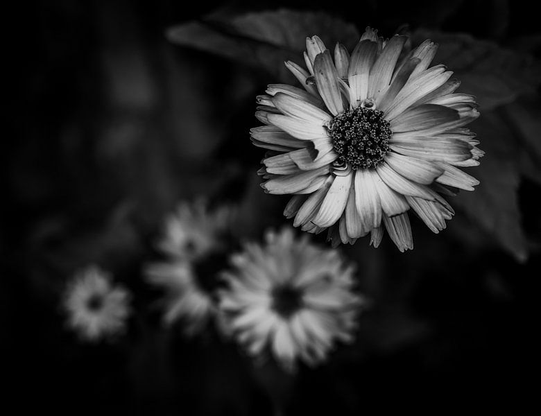 Flowers in Black and White by Crystal Clear