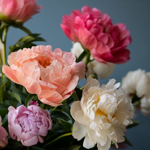 Peonies by Je Lo